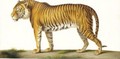 A Tiger - Nicolas II Huet