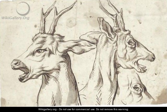 Studies Of The Heads Of Roaring Roebucks - German School