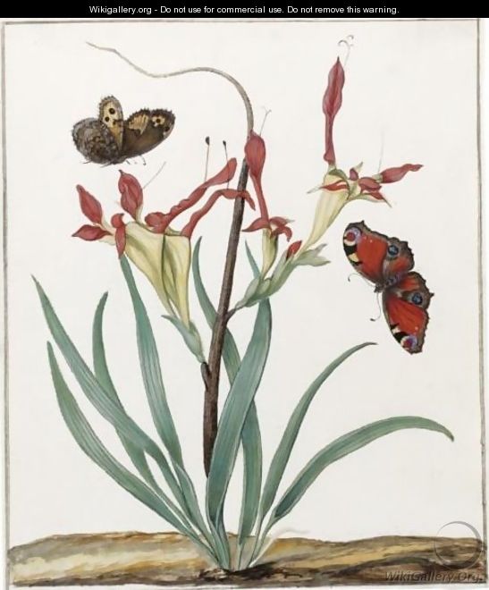 A South African Gladiolus, With Two European Butterflies - Dutch School