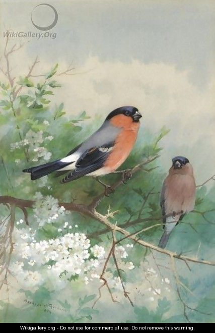 A Pair Of Bullfinches - Archibald Thorburn