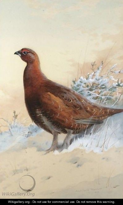 A Red Grouse In The Snow - Archibald Thorburn