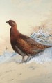 A Red Grouse In The Snow - Archibald Thorburn