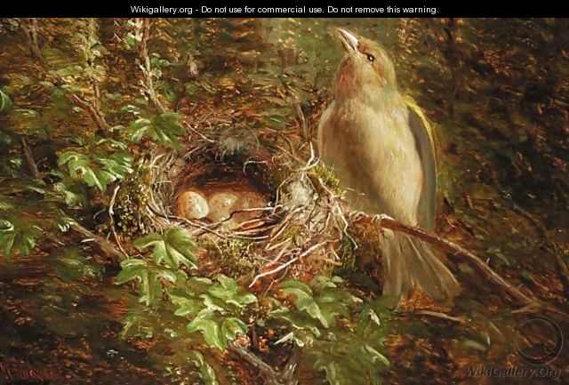 Green Finch Guarding The Nest - William Hughes
