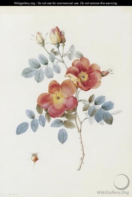 Rosa Eglanteria Var. Punicea - Pierre-Joseph Redouté