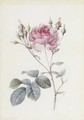 Rosa Centifolia Anglica Rubra - Pierre-Joseph Redouté