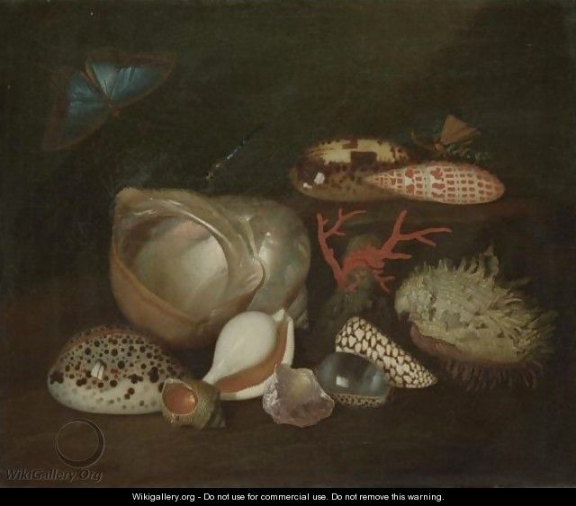 A Still Life Of The Pacific Thorny Oyster, Tiger Cowry, Graceful Cowry, Lightfoot, Turbo Genus, Episcopal Mitre - French School