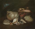 A Still Life Of The Pacific Thorny Oyster, Tiger Cowry, Graceful Cowry, Lightfoot, Turbo Genus, Episcopal Mitre - French School