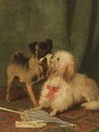 A Pug And A Maltese Playing Tug-Of-War - Conradyn Cunaeus