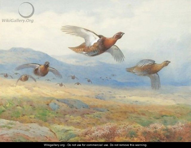 A Covey Of Grouse In Flight - Archibald Thorburn