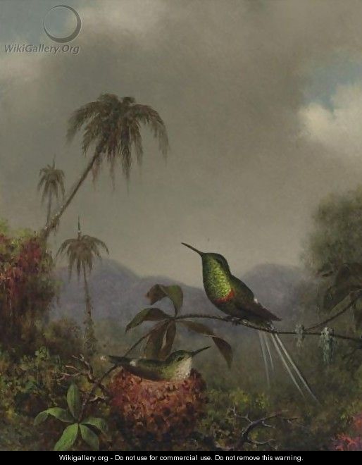 Two Thorn-Tails (Langsdorffs Thorn-Tail, Brazil) - Martin Johnson Heade