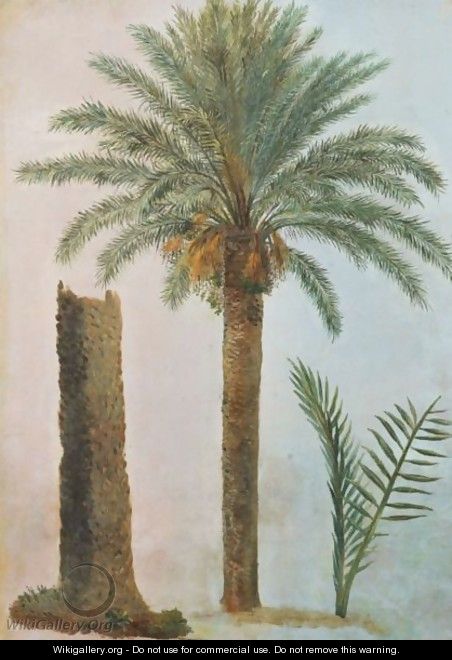 Palmiers A Rome - Simon Denis