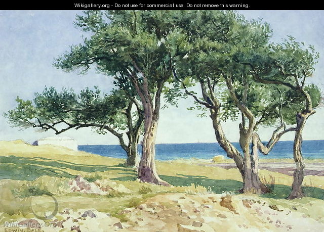 Old Olive Trees, Bordighera - Edwin Bale