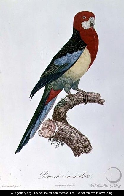 Omnicoloured Parakeet - Jacques Barraband
