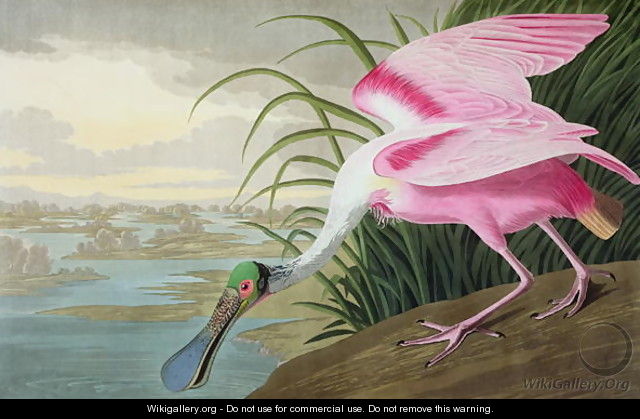 Roseate Spoonbill, Platalea leucorodia, 1836 - John James Audubon