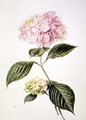 Hydrangea hortensia - Arnoldus Bloemers