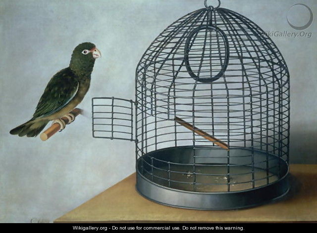 Parrot outside his cage - Cornelis Biltius