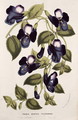 Torenia Asiatica pulcherrima, from 'Horto Van Houtteano' by Louis van Houtte - Anonymous Artist