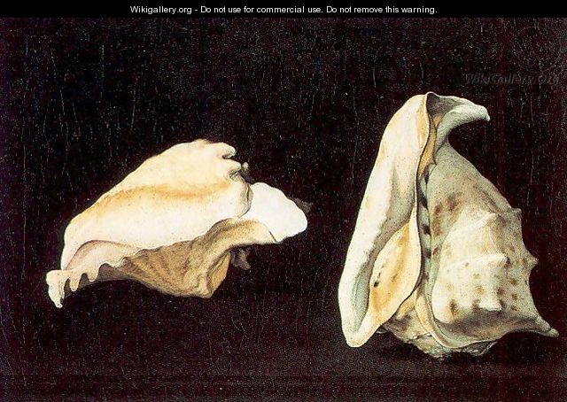 Two Shells - Filippo Napoletano