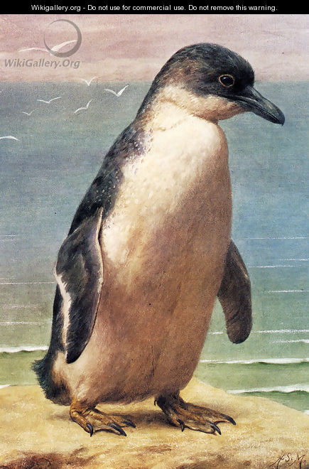 Study Of A Penguin - Henry Stacy Marks