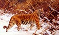 Siberischer Tiger In Einer Schneelandschaft (Siberian Tiger In A Winter Landscape) - Hugo Ungewitter