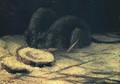 Two Rats - Vincent Van Gogh