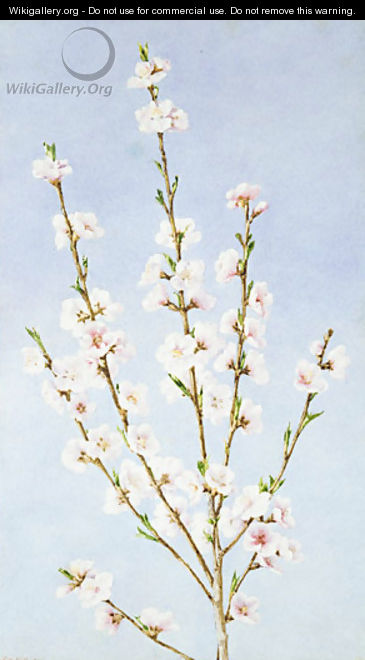 Peach Blossoms - John William Hill