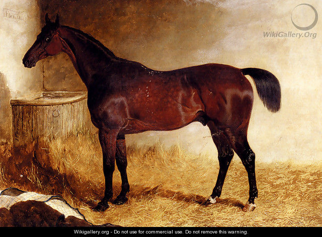 Flexible, A Chestnut Racehorse In A Loose Box - John Frederick Herring, Jnr.
