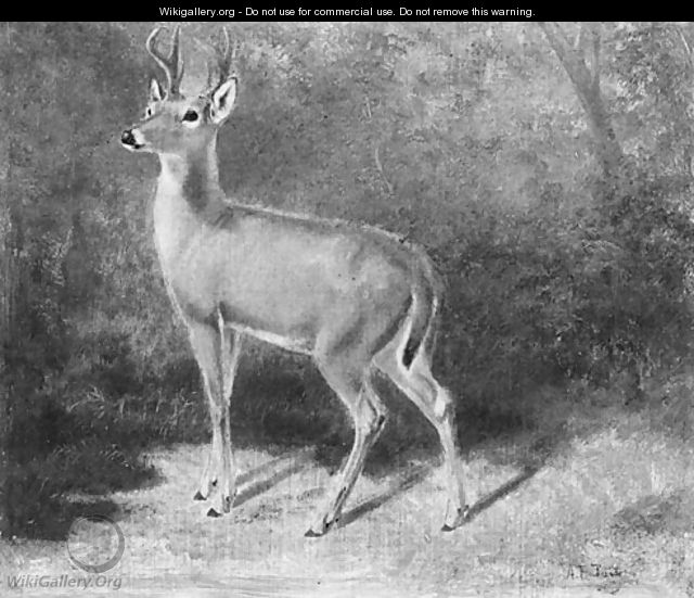 Deer--Sketch from Nature - Arthur Fitzwilliam Tait