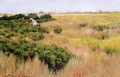 Landscape Near Coney Island - William Merritt Chase