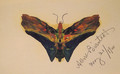Butterfly (second Version) - Albert Bierstadt