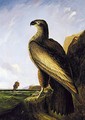 Washington Sea Eagle - John James Audubon