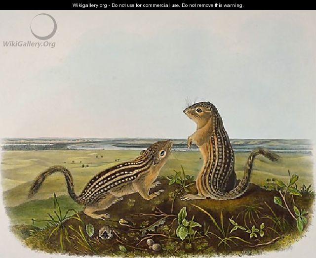 Leopard Spermophile Spermophilus Tridecemlineatus - John James Audubon Leopard Spermophile Spermophilus Tridecemlineatus - John James Audubon