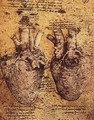 Heart And Its Blood Vessels - Leonardo Da Vinci