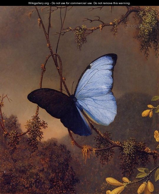 Blue Morpho Butterfly - Martin Johnson Heade