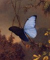 Blue Morpho Butterfly - Martin Johnson Heade