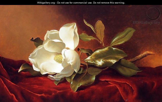 A Magnolia On Red Velvet - Martin Johnson Heade