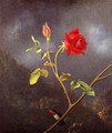 Red Rose With Ruby Throat - Martin Johnson Heade