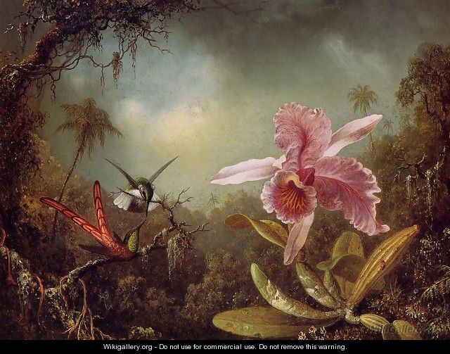 Orchid With Two Hummingbirds - Martin Johnson Heade