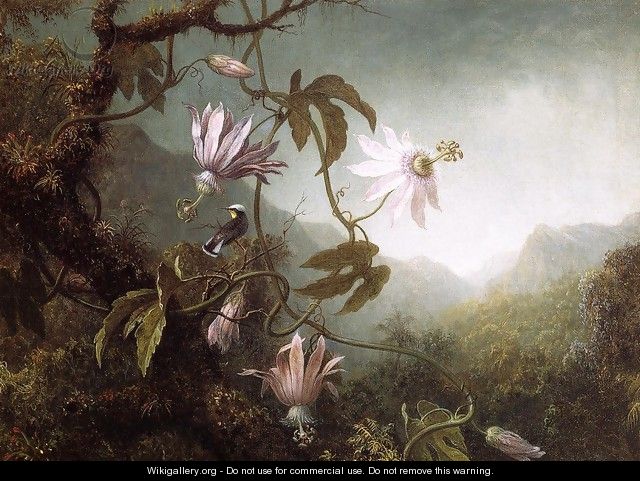 Hummingbird Perched Near Passion Flowers - Martin Johnson Heade