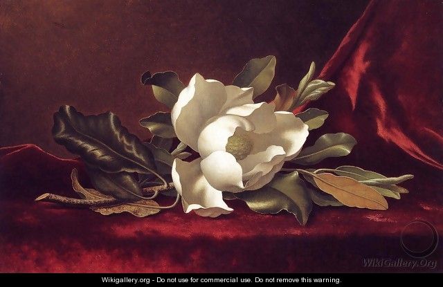 The Magnolia Blossom - Martin Johnson Heade