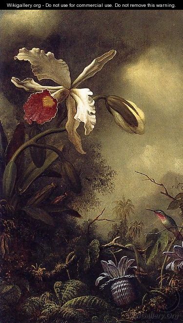 White Orchid And Hummingbird - Martin Johnson Heade