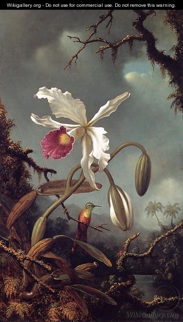 White Brazilian Orchid - Martin Johnson Heade