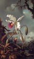 White Brazilian Orchid - Martin Johnson Heade