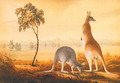 Kangaroos - John Lewin