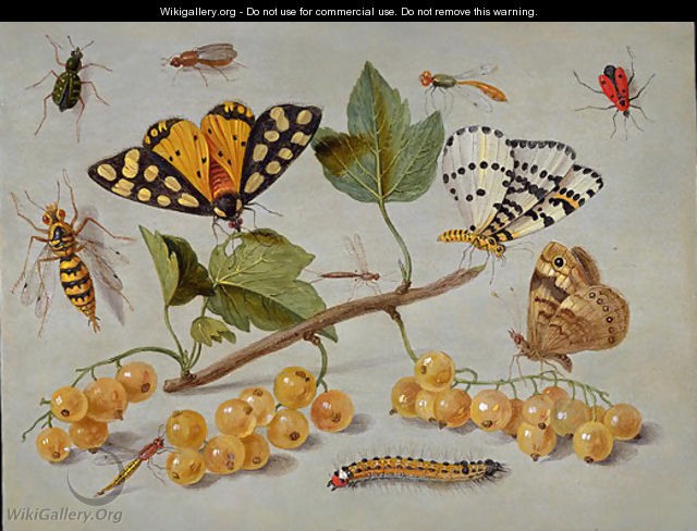 Butterflies and Insects c. 1655 - Jan van Kessel