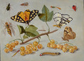 Butterflies and Insects c. 1655 - Jan van Kessel