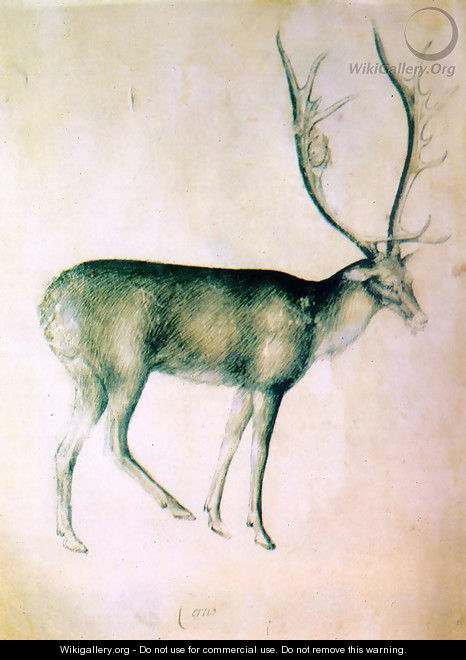 Stag (from a sketch-book) 1380-90 - Giovannino de
