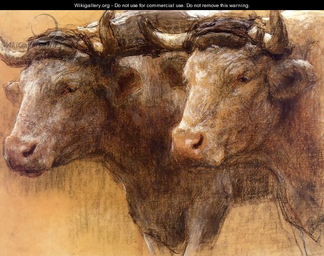 Heads of Two Oxen, Study for 