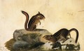Two Ground Squirrels - John James Audubon