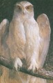 Owl - Leon Wyczolkowski